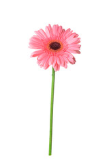 Beautiful gerbera flower on white background