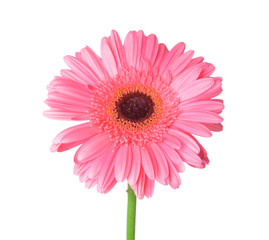 Beautiful gerbera flower on white background