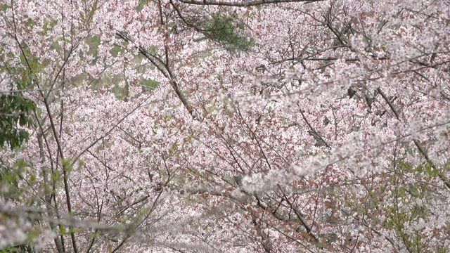 スローモーション 桜 ソメイヨシノ 4K. Slow motion of cherry blossoms, sakura