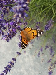 butterfly on flower