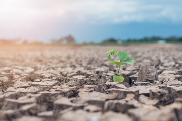 Trees growing in dry land,Crack dried soil in drough, Severe drought, the effects of global warming