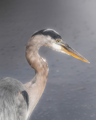 Heron in the Soft Light 