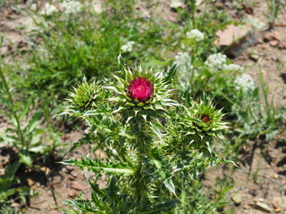 milk thistle macro very shallow depth of field beautiful purple