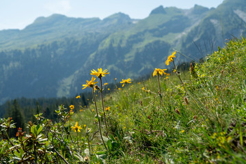 Echte Arnika - Arnica montana: Gelb blühende Heilpflanze im Gebirge