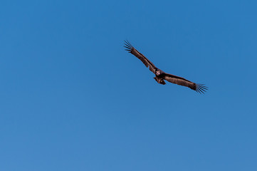 A White-headed vulture -Trigonoceps occipitalis- circling over Etosha National Park, Namibia.