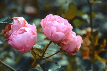 Romantische rosa Rosen im Garten