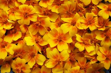 Obraz premium Flower yellow marigold colour bright decorative background