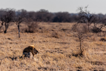 Impression of a Male Lion -Panthera Leo- resting on the plains of Etosha national park, Namibia. It is catching the early morning sun.