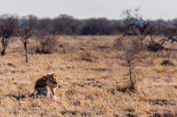 Impression of a Male Lion -Panthera Leo- resting on the plains of Etosha national park, Namibia. It...
