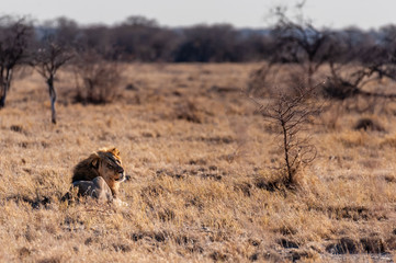 Impression of a Male Lion -Panthera Leo- resting on the plains of Etosha national park, Namibia. It...