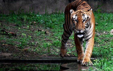 TIGER TOWARDS ME