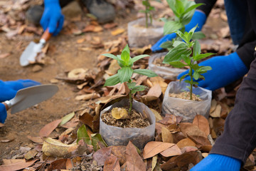 Young friends with new trees volunteering in park