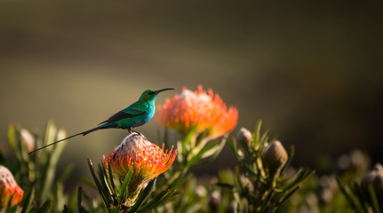 Sugarbird Hummingbird sitting on the endemic fynbos Pincushion protea flower in the western cape,...