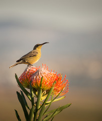 Sugarbird Hummingbird sitting on the endemic fynbos Pincushion protea flower in the western cape, Cape Town, South Africa.