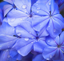Macro World 