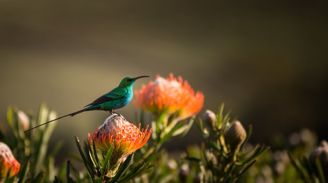 Sugarbird Hummingbird sitting on the endemic fynbos Pincushion protea flower in the western cape, Cape Town, South Africa.