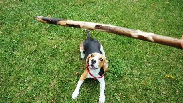 POV shot: Happy beagle dog jumping on camera playing with wooden stick during the evening walk. Dog training. Mans best friend