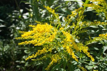 yellow flowers of Canada goldenrod (Solidago canadensis), selective focus
