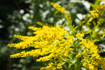 yellow flowers of Canada goldenrod (Solidago canadensis), selective focus