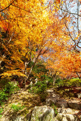 オレンジ色に光り輝く日本庭園の紅葉