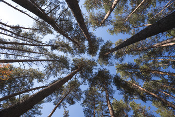 beautiful pine forest