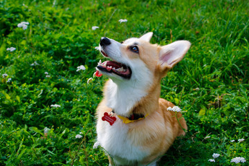 Photo of an emotional dog. Cheerful and happy dog breed Welsh Corgi Pembroke