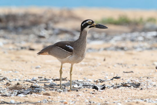 beach stone-curlew (Esacus magnirostris)  Magnetic Island , Queensland, Australia