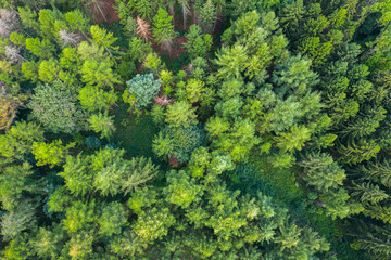 Wald und Bäume aus der Vogelprespektive 