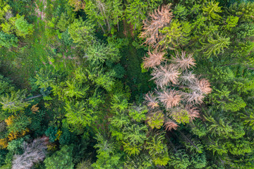 Wald und Bäume aus der Vogelprespektive 