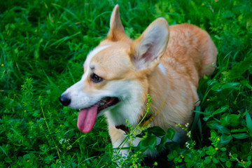 Photo of an emotional dog. Cheerful and happy dog breed Welsh Corgi Pembroke