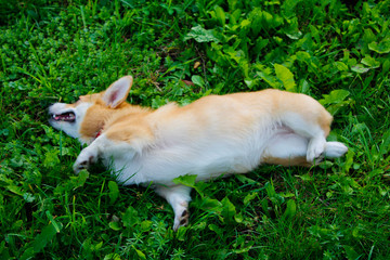 Photo of an emotional dog. Cheerful and happy dog breed Welsh Corgi Pembroke