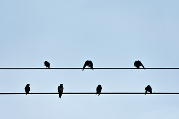 Birds are sitting on electric wire.