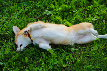Photo of an emotional dog. Cheerful and happy dog breed Welsh Corgi Pembroke