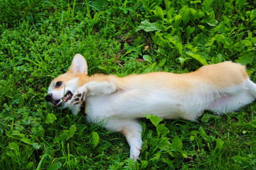 Photo of an emotional dog. Cheerful and happy dog breed Welsh Corgi Pembroke