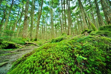 コケの森