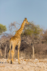 one giraffe standing in savanna, blue sky, trees