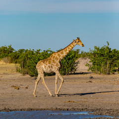 one giraffe walking in savanna, water, green bushes, blue sky