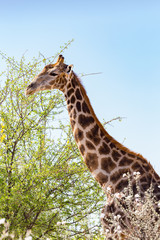 close-up giraffe head and neck, tree, blue sky