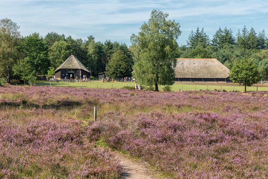 Dutch sheepfold with information centre near heathland of Dutch Veluwe