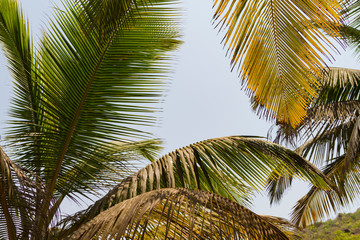 Fototapeta premium Bottom view leaves of green and yellow coconut palm tree. Natural background. Travel summer template.