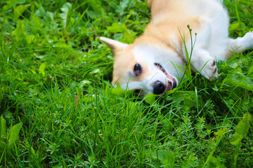 Photo of an emotional dog. Cheerful and happy dog breed Welsh Corgi Pembroke