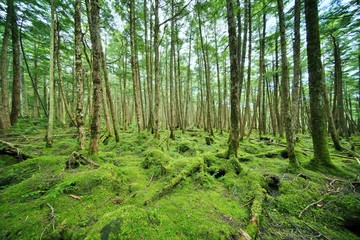 コケの森