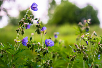 blooming wild meadow flowers on a warm summer evening