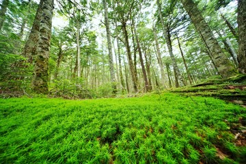 コケの森