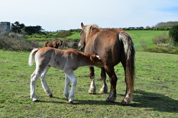 cheval et poulain bord de mer / horse and foal seaside France