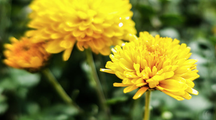 Dandelion blowball taraxacum yellow flower close up macro            