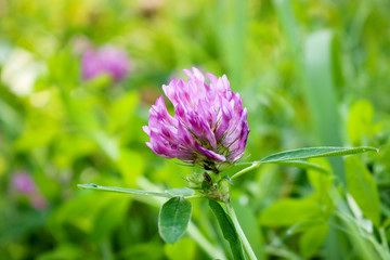 Pink clover flower on blurred green grass background. Summer abstract background.