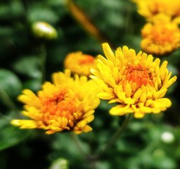 Obraz premium Dandelion blowball taraxacum yellow flower close up macro 