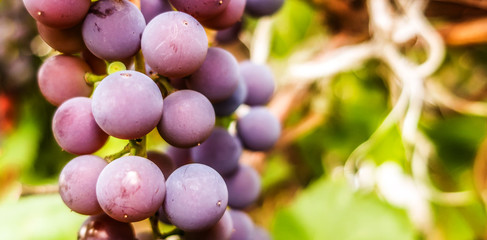 Branch of ripe grape violet purple blue dark berries close up macro Vitis in home garden     