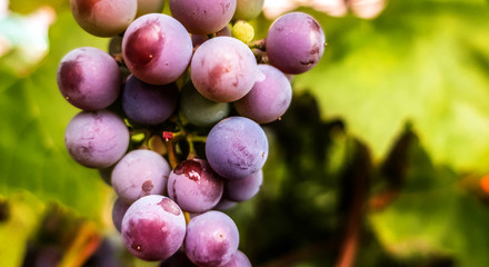 Branch of ripe grape violet purple blue dark berries close up macro Vitis in home garden     